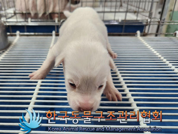 한국동물구조관리협회_411310202300341